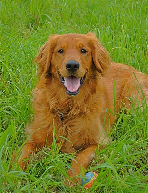View Red Golden Retriever Puppies Collection Pet My Favourite