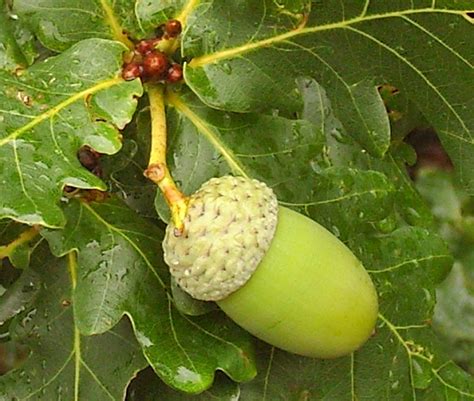 Find the perfect oak tree fruit stock photo. Quercus robur | Trees and Shrubs 2