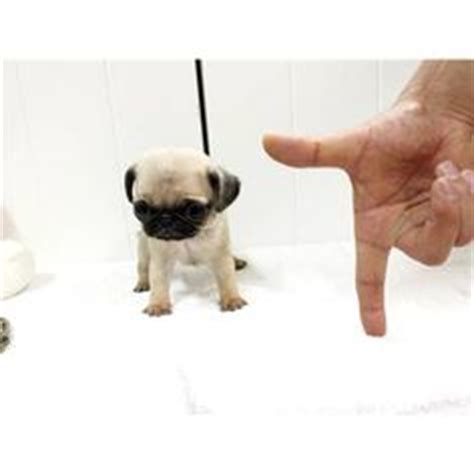See more ideas about cute pugs, pugs, pug love. Precious Teacup Pugs Available at BoutiqueTeacuppuppies.com | Teacup pug, Pugs, Teacup puppies