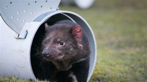 Tasmanian Devils Released Into Wild Despite Concerns Raised About