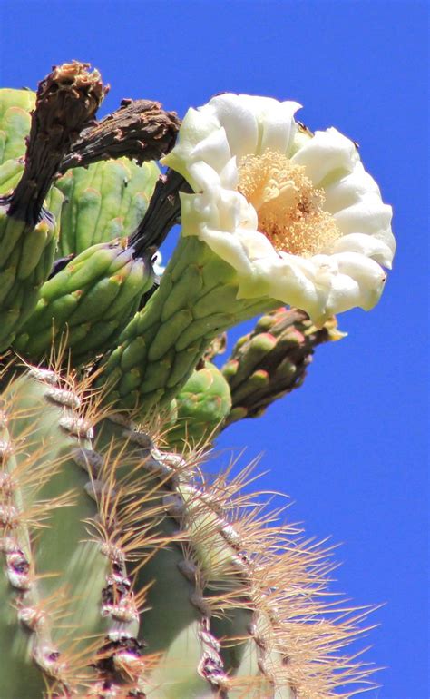 Outdoorarizona Saguaro Blossom Arizonas State Flower Cactus Flower