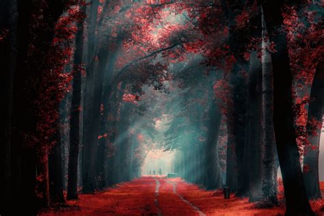 People Nature Fall Path Mist Red Leaves Trees Sunlight Morning