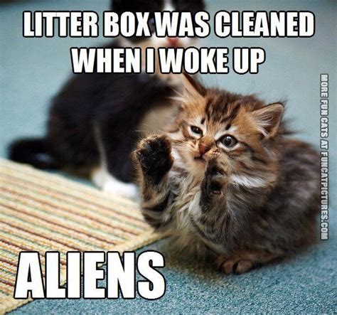 The Litter Box Was Cleaned Funny Cat Pictures Funniest Cat Memes
