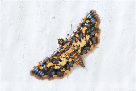We have reviews of the best places to see in singapore. Eurrhyparodes tricoloralis - Singapore Geographic