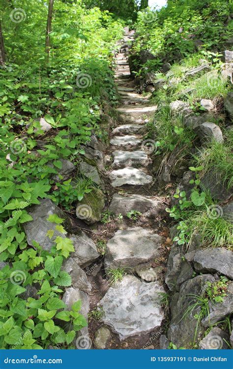 Stone Pathway Through The Forest Stock Image Image Of Green Forest
