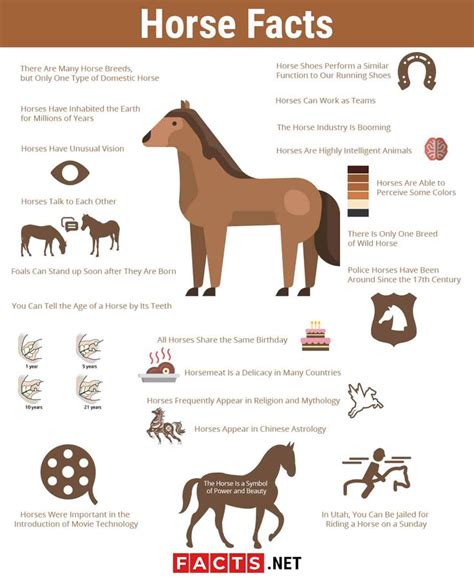 Horse Facts Infographics Horse Facts Horse Facts For Kids