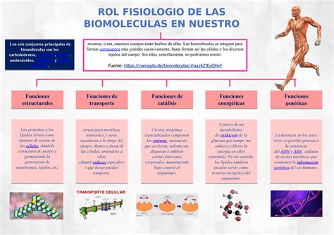 Rol De Las Biomoleculas Los Seis Conjuntos Principales De