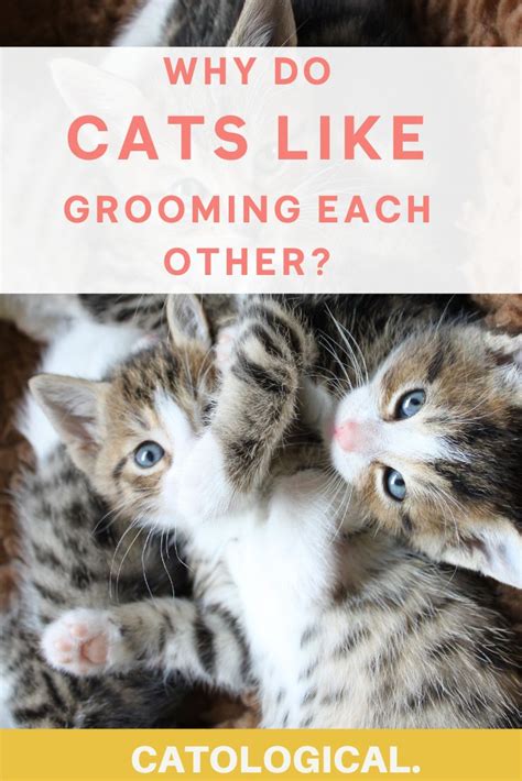 Ever Wonder Why You Cat Likes To Groom Each Other Learn About This Interesting Cat Behavior In