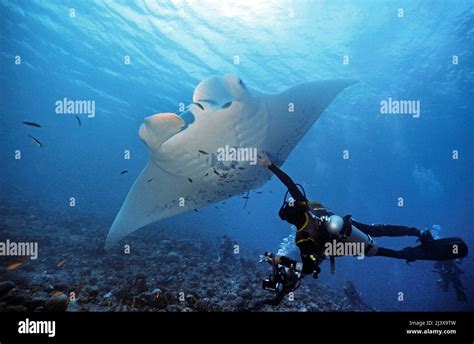 Scuba Diver Touching A Giant Oceanic Manta Ray Or Giant Manta Ray