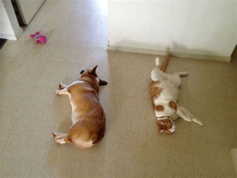 This Corgis Best Friend Is A Cat They Are Adorably Cute