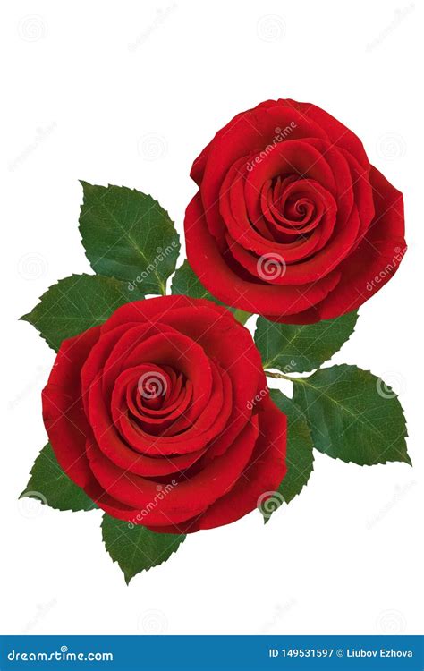 Two Red Roses On A White Background Isolated Stock Image Image Of