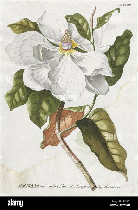 Plantae Selectae No 33 Magnolia Georg Dionysius Ehret German