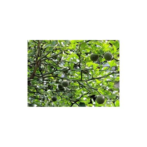 Poncirus citrus trifoliata Fruit 100g Seeds - SeedArea