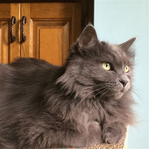 Gray And White Long Haired Cat Breeds Pets Lovers