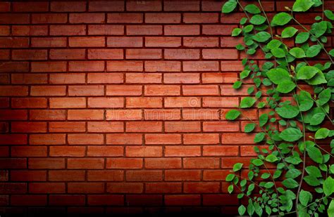 Brick Wall With Climbing Plants Stock Image Image Of Clinging