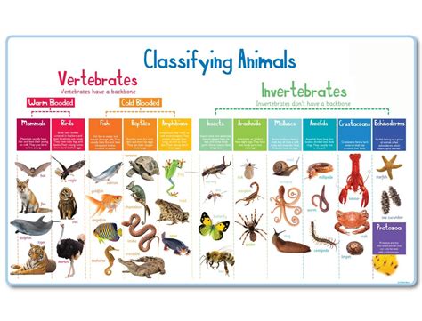 Animal Classification Mural Animal School Signs Charlie Fox Signs