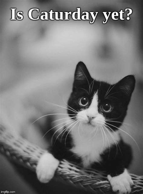 Black And White Cat Memes Kopler Mambu