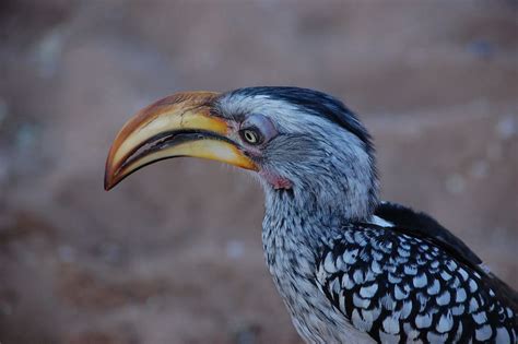 11 Facts About Hornbill About The National Bird And Pride Of Malaysia
