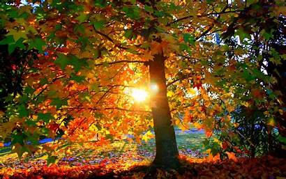 Autumn Nature Trees Seasons Fall Landscapes Forest