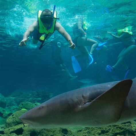 Shark Encounter Shop Ocean World