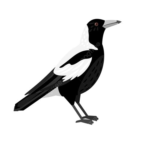 Magpie Bird Clipart Png Images Traditional Magpie Bird Vector Black