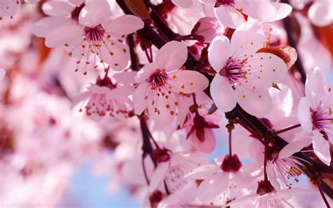 Japanese Cherry Blossom Desktop Wallpaper Wallpapersafari