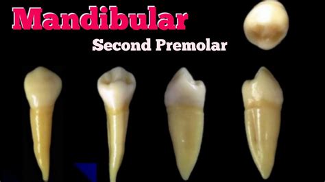 Dental Anatomy Mandibular 2nd Premolar الضاحك السفلي الثاني تشريح اسنان