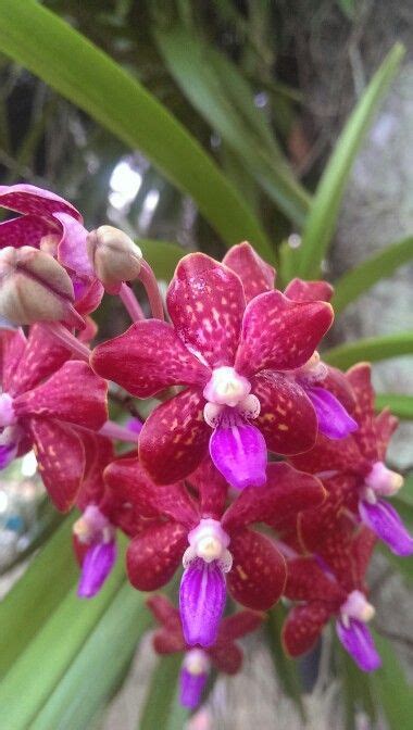 Orchid Thailand Growing Orchids Orchid Plants Flowers