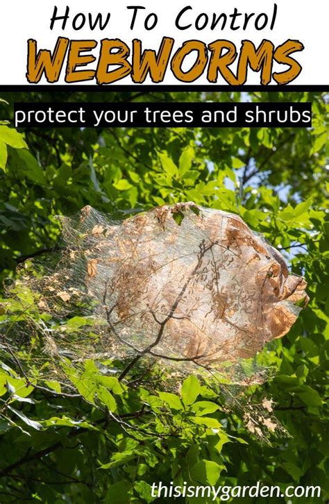 How To Control Webworms Protecting Trees Trees And Shrubs Shrubs