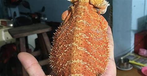 Bearded Dragon Scale Morphs Album On Imgur