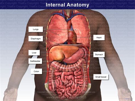 Torso Interior Anatomy Organs Trial Exhibits Inc