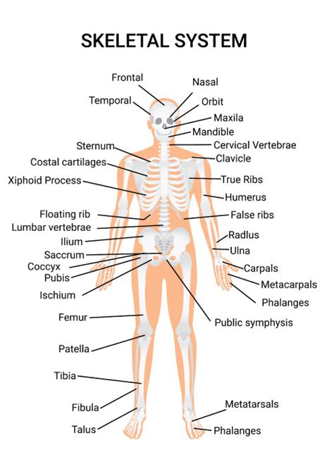 Lower Body Skeletal Anatomy Skeletal System Assignment Longrunreturns