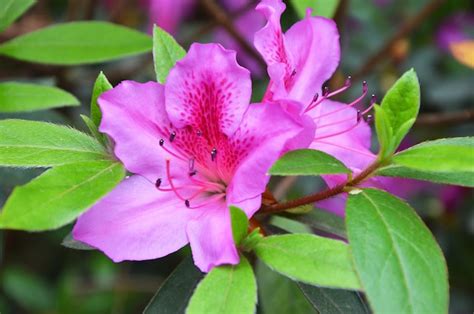 Premium Photo Rhododendron Beautiful Pink Flowers In The Garden Closeup