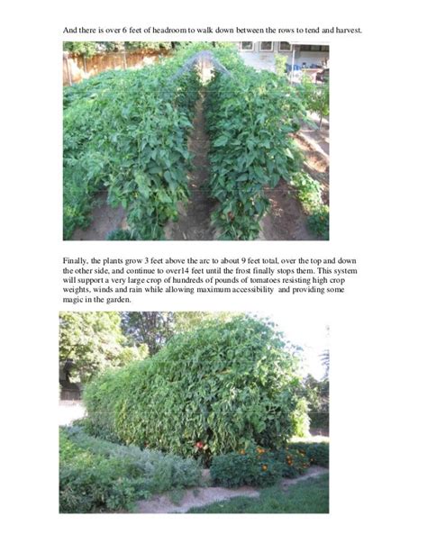 Tomato Trellising System