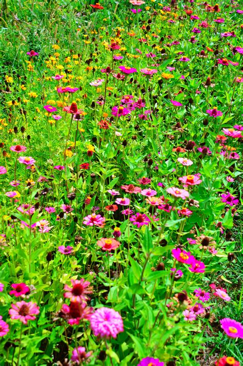 Free Images Flowers Flower Wildflowers Field Meadow Summer Wild