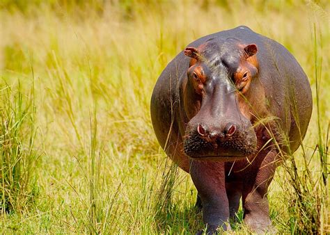 Top 5 Deadliest Animals In Africa The Style Inspiration