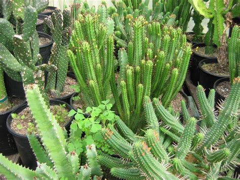 Cactus and succulents are as thoughtful a gift as flowers, and last much longer. California Nursery Specialties - Cactus Ranch - Cacti and ...