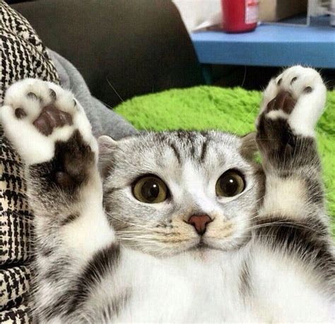 Ten Cats Who Surrender Or Just Love Putting Their Paws Up