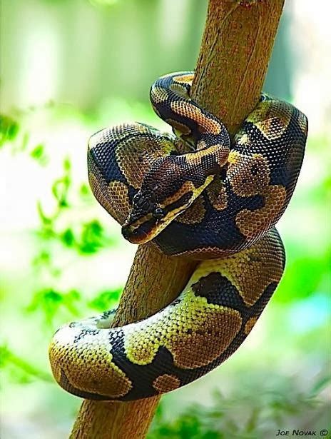 Palace Of Pets Five Most Popular Pet Snakes Of World
