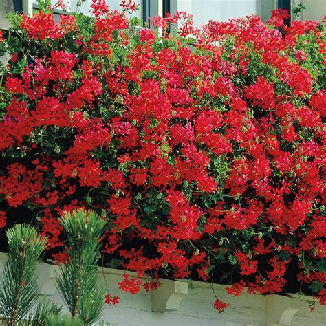 Geranium Trailing Balcon Red Patio Plants Van Meuwen Geranium