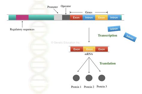 Introduction To Exon And Intron Genetic Education