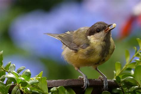 Fotos Gratis Naturaleza Pájaro Fauna Silvestre Joven Pico Jardín