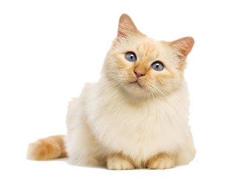 Cat Food Kitten Felidae Dog Cat Png Download 900673 Free