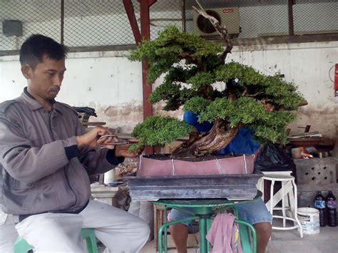 Komunitas Belajar Bonsai Indonesia Mengerdilkan Pohon Bukan Manusia