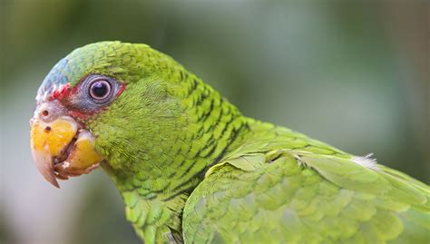 White Fronted Amazon Parrot Bird Species Profile