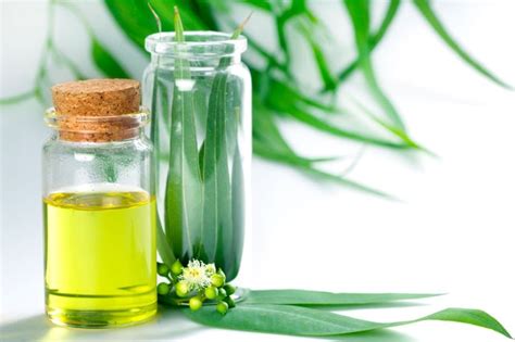 aceite de eucalipto propiedades beneficios y mucho más