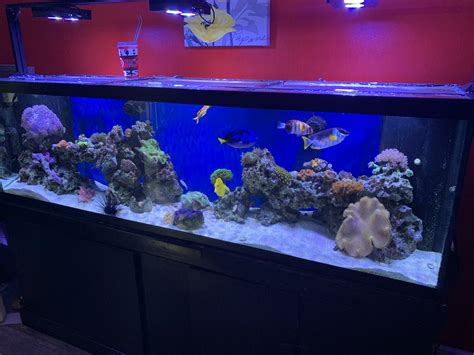 Help Recovering From A Tank Crash Reef2reef Saltwater And Reef