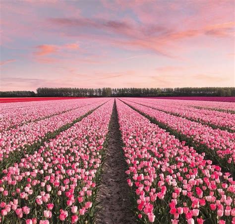 44 Gambar Pemandangan Bunga Tulip