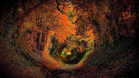 Magical Tunnel Of Trees Halnaker Chichester In West Sussex Pics