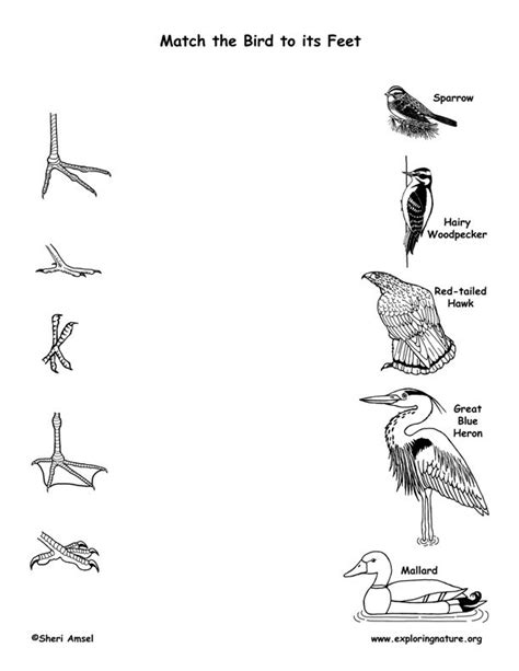 Match The Bird To Its Feet Exploring Nature Educational Resource